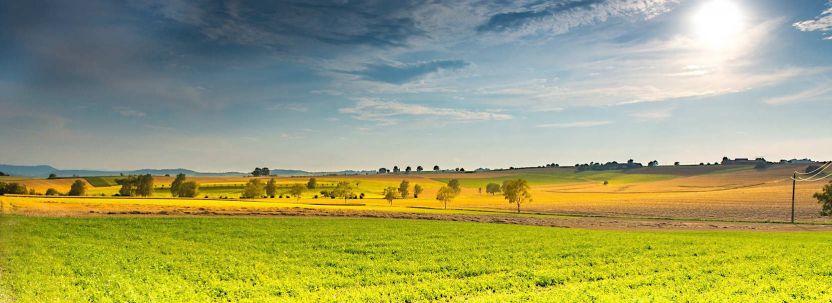 Rapsfeld, Sonnenuntergang, Natur