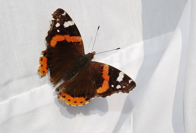Schmetterling auf weißem Tuch